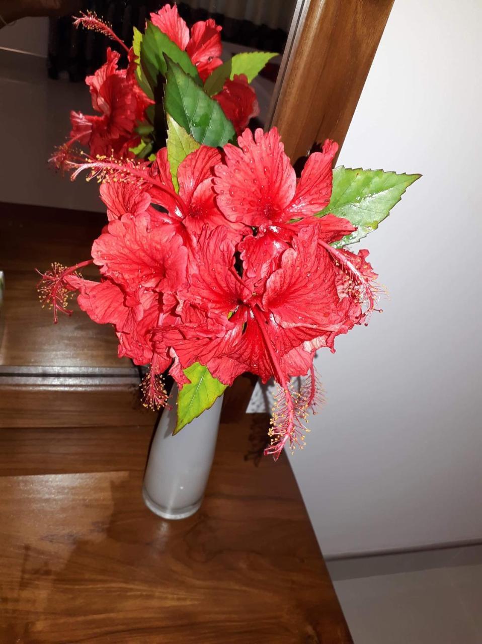 Sigiri Hibiscus Villa Σιγκιρίγια Εξωτερικό φωτογραφία